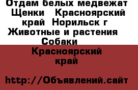 Отдам белых медвежат. Щенки - Красноярский край, Норильск г. Животные и растения » Собаки   . Красноярский край